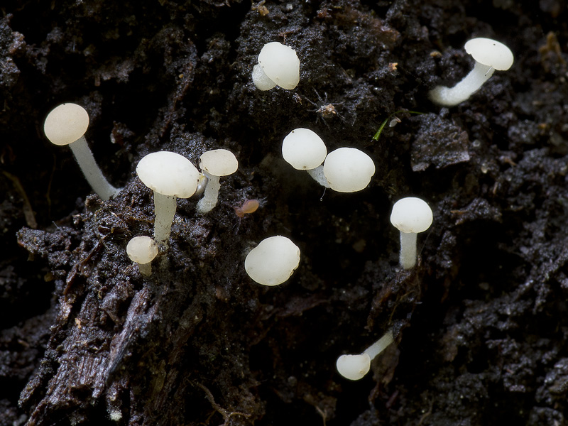 Cudoniella acicularis